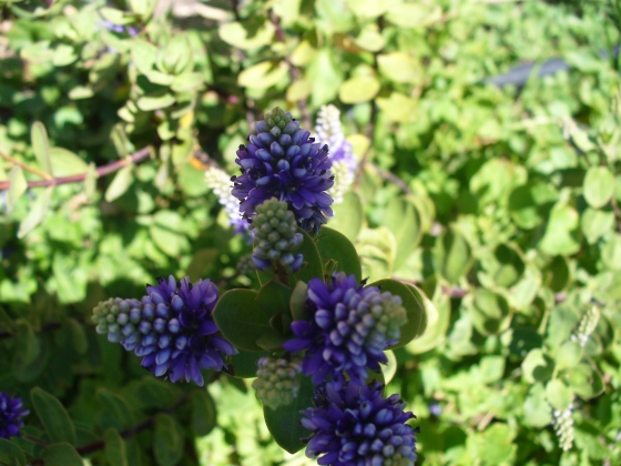 Hebe sp. (Plantaginaceae)